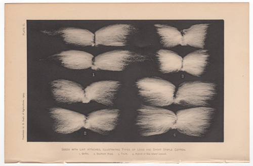 Seeds with Lint Attached, Illustrating Types of Long and Short Staple Cotton